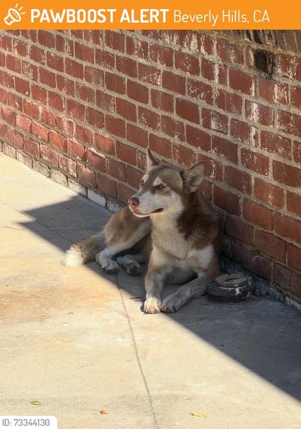 Found/Stray Female Dog last seen Sunset and Alta, Beverly Hills, CA 90212