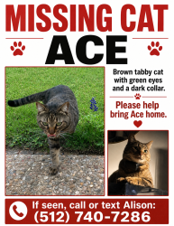 Lost Male Cat last seen Spicewood Springs and Baywood, Austin, TX 78759