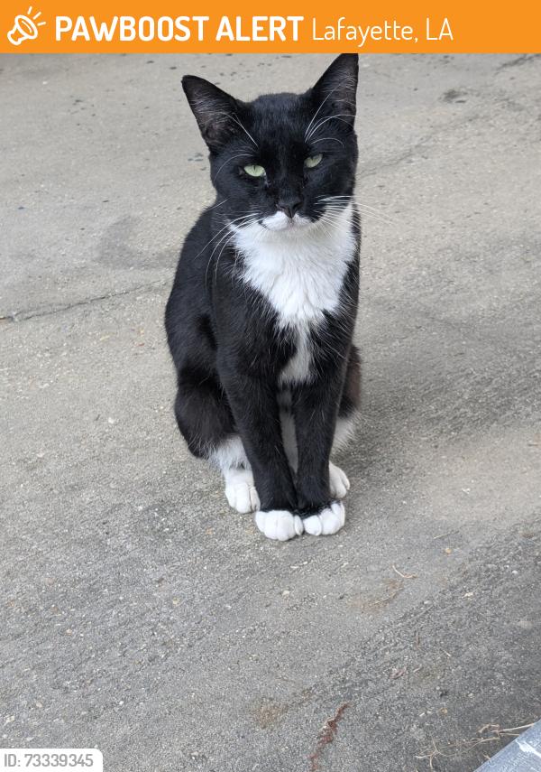 Found/Stray Male Cat last seen Scott fire department, Lafayette, LA 70506