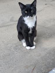 Found/Stray Male Cat last seen Scott fire department, Lafayette, LA 70506