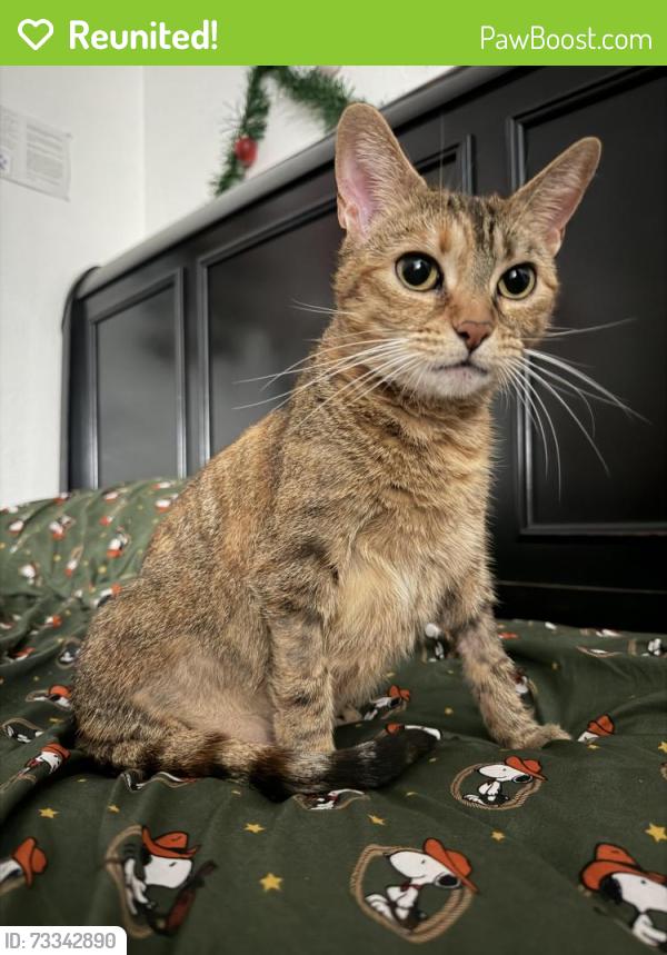 Reunited Female Cat last seen Gage & King Ave., Bell, CA 90201