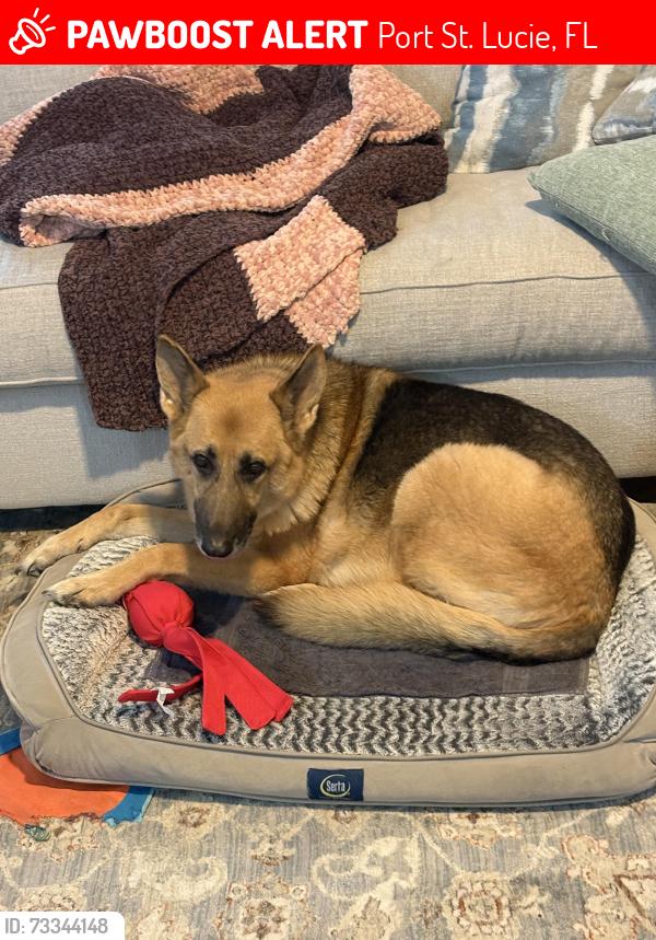 Lost Female Dog last seen Washington street, Port St. Lucie, FL 34953