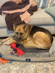 Lost Female Dog last seen Washington street, Port St. Lucie, FL 34953