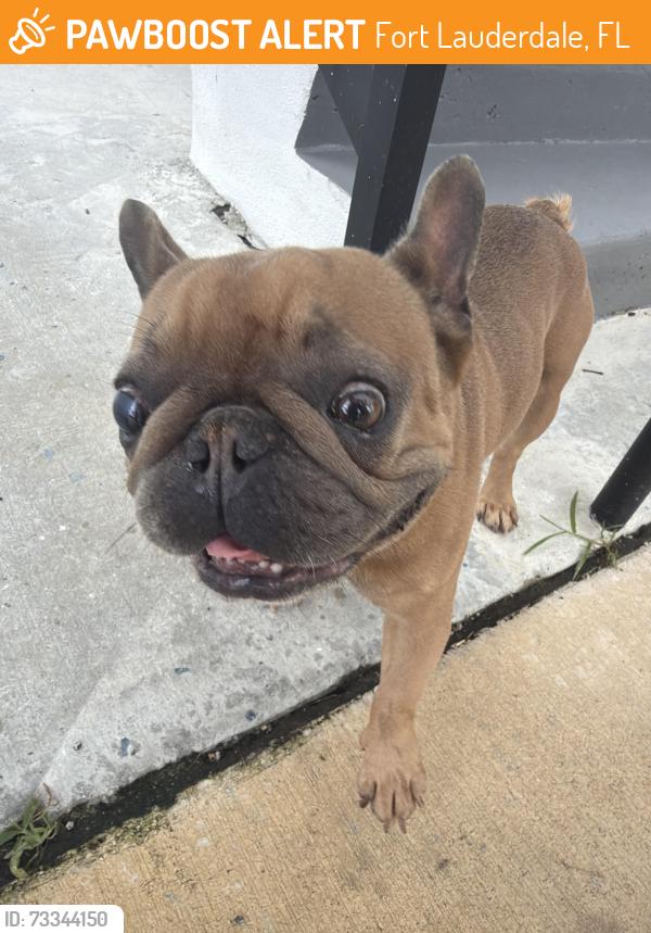 Found/Stray Male Dog last seen Near sw 4th pl Fort Lauderdale 33312, Fort Lauderdale, FL 33312