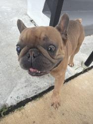 Found/Stray Male Dog last seen Near sw 4th pl Fort Lauderdale 33312, Fort Lauderdale, FL 33312