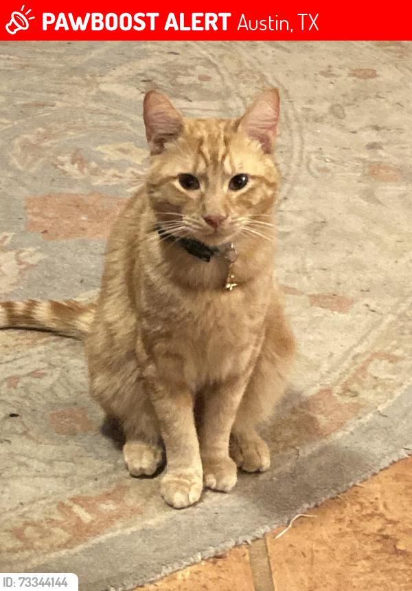 Lost Male Cat last seen Wells Branch parkway, surrender Katherine Fletcher oark, Austin, TX 78728
