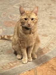 Lost Male Cat last seen Wells Branch parkway, surrender Katherine Fletcher oark, Austin, TX 78728