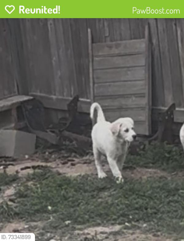 Reunited Female Dog last seen Savana Place, Converse, TX 78109