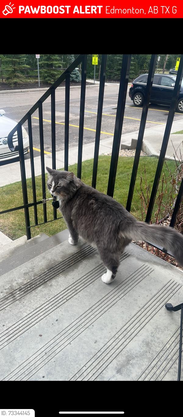 Lost Male Cat last seen 127st, Edmonton, AB T5X 0G1