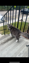 Lost Male Cat last seen 127st, Edmonton, AB T5X 0G1