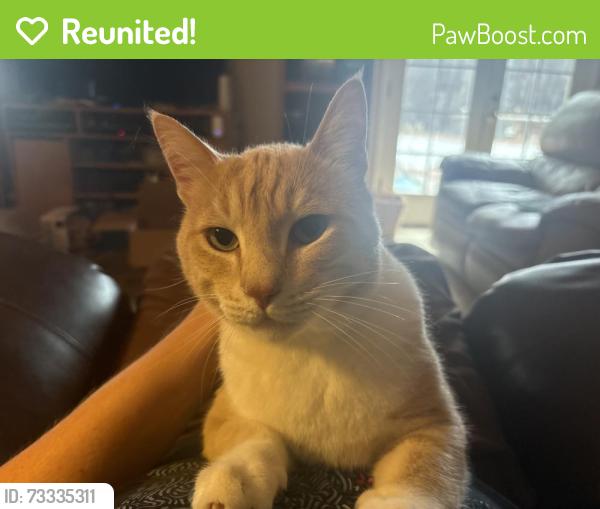 Reunited Male Cat last seen Right across from the west oakland mural hse, Oakland, CA 94607