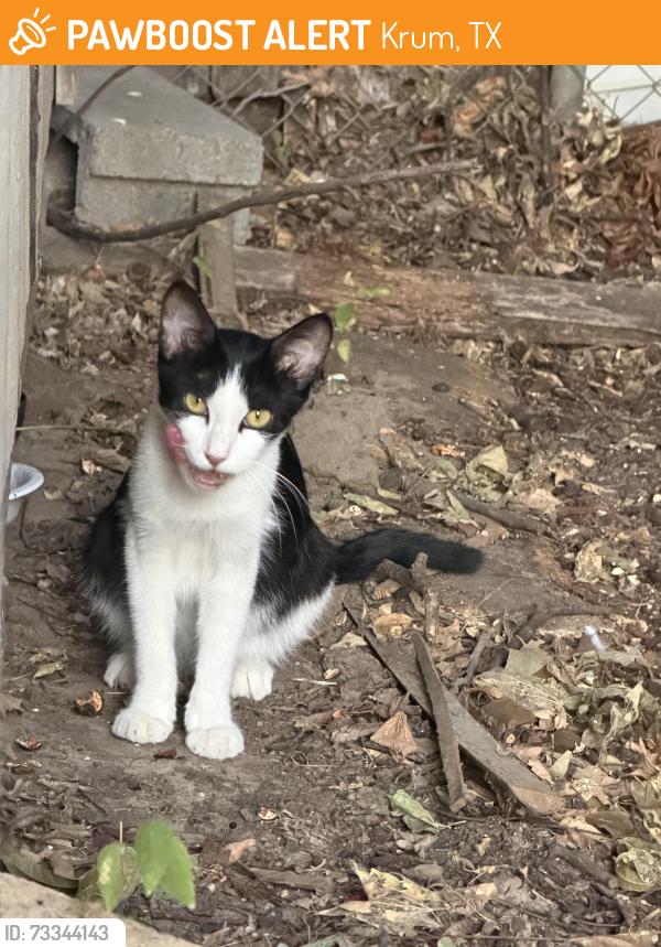 Found/Stray Female Cat last seen Jones St. in Krum, TX, Krum, TX 76249