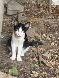 Found/Stray Female Cat last seen Jones St. in Krum, TX, Krum, TX 76249