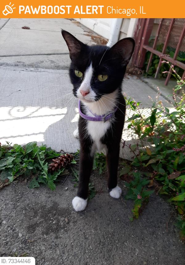Found/Stray Female Cat last seen kostner and cortez, Chicago, IL 60651