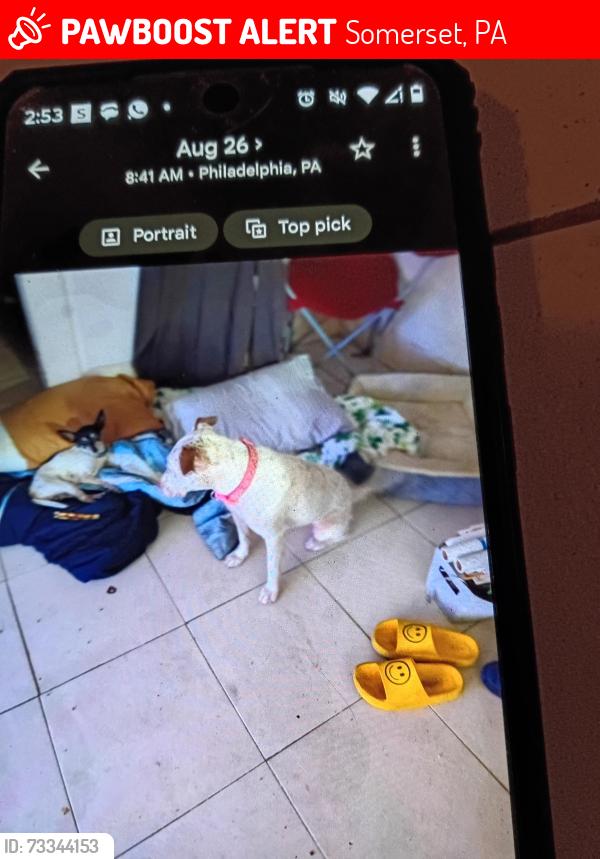 Lost Male Dog last seen Someset, Somerset, PA 15501