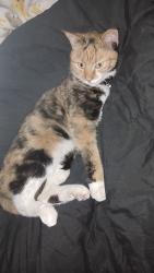 Lost Female Cat last seen Rio Grande and Los Anayas between Matthew Ave. And Indian School rd. In Duranes neighborhood., Albuquerque, NM 87104