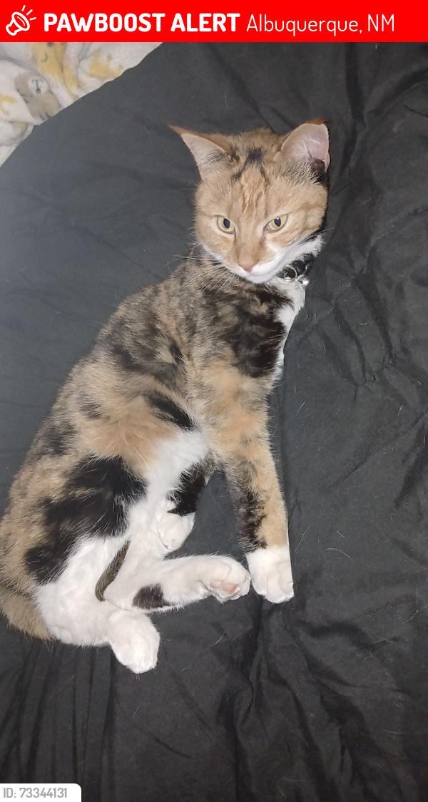 Lost Female Cat last seen Rio Grande and Los Anayas between Matthew Ave. And Indian School rd. In Duranes neighborhood., Albuquerque, NM 87104