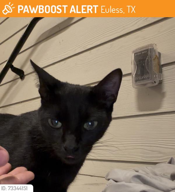 Found/Stray Female Cat last seen Post oak street, Euless, TX 76040