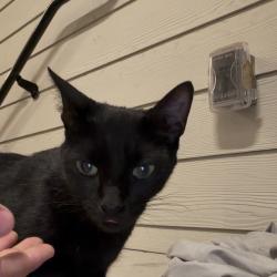 Found/Stray Female Cat last seen Post oak street, Euless, TX 76040
