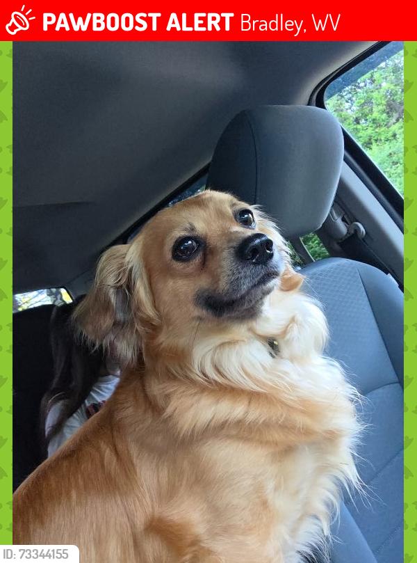 Lost Male Dog last seen Maple fork and sandbranch, Bradley, WV 25818
