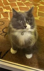 Reunited Male Cat last seen N. Hawthorne Rd. Near RJR high school, Winston-Salem, NC 27104