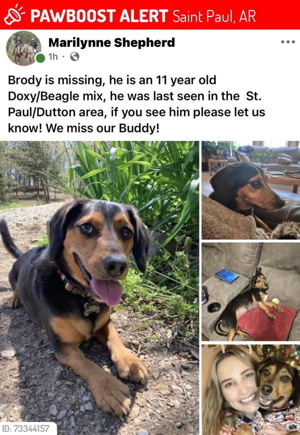 Lost Male Dog last seen St. Paul, Saint Paul, AR 72760