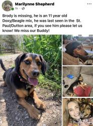 Lost Male Dog last seen St. Paul, Saint Paul, AR 72760