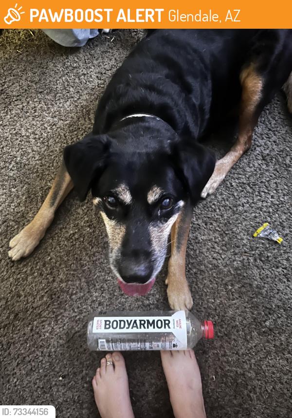 Found/Stray Male Dog last seen 55th and camelback, Glendale, AZ 85301