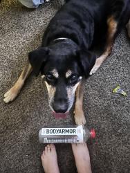 Found/Stray Male Dog last seen 55th and camelback, Glendale, AZ 85301
