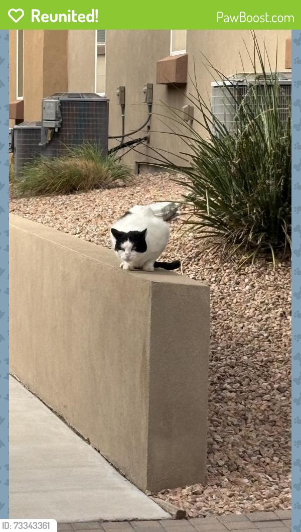 Reunited Unknown Cat last seen Near San Pedro Dr NE, Albuquerque, NM 87109