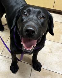 Shelter Stray Female Dog last seen Glisan / 236th, FAIRVIEW, OR, 97024, 1700 W Historic Columbia River Hwy, Troutdale, OR 97060, USA