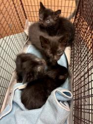 Shelter Stray Male Cat last seen Whitewing Avenue, AUSTIN, TX, 78753, 7201 Levander Loop bldg a, Austin, TX 78702, USA