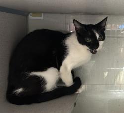 Shelter Stray Female Cat last seen Near E 4200 S, MILLCREEK, UT, 84106, 511 W 3900 S, Salt Lake City, UT 84123, USA
