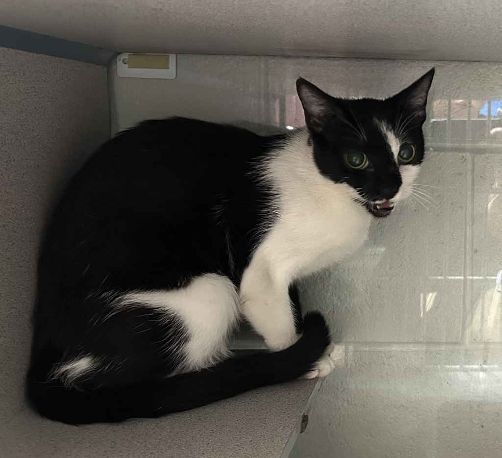 Shelter Stray Female Cat last seen Near E 4200 S, MILLCREEK, UT, 84106, 511 W 3900 S, Salt Lake City, UT 84123, USA