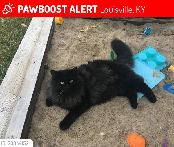 Lost Male Cat last seen Forest Springs subdivision, Louisville, KY 40245
