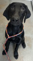 Shelter Stray Female Dog last seen Near S Main Street, SALT LAKE CITY, UT, 84114, 511 W 3900 S, Salt Lake City, UT 84123, USA