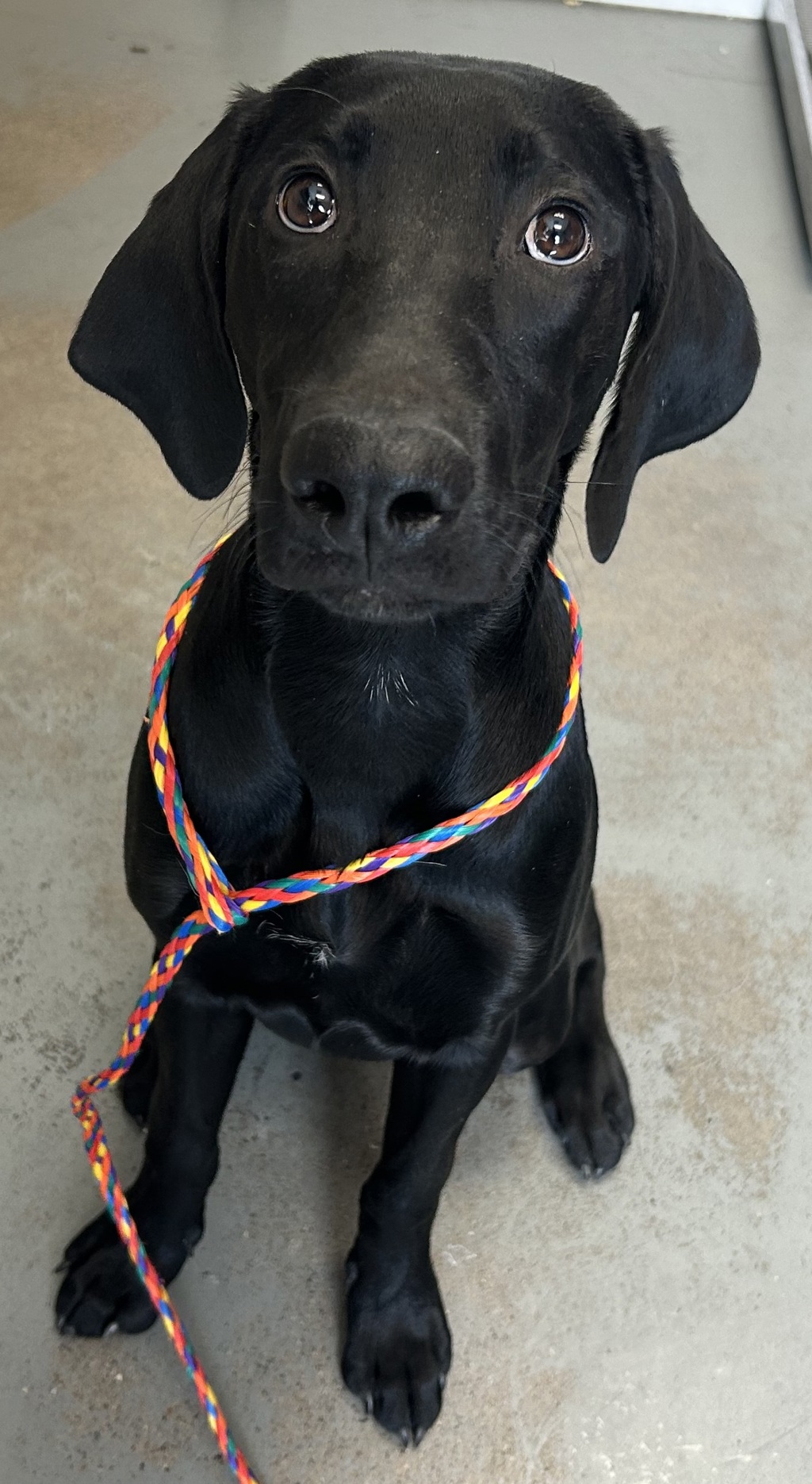 Shelter Stray Female Dog last seen Near S Main Street, SALT LAKE CITY, UT, 84114, 511 W 3900 S, Salt Lake City, UT 84123, USA