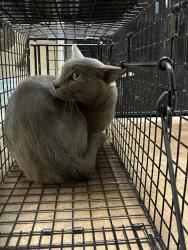 Shelter Stray Male Cat last seen Near Pegram Avenue, AUSTIN, TX, 78757, 7201 Levander Loop bldg a, Austin, TX 78702, USA