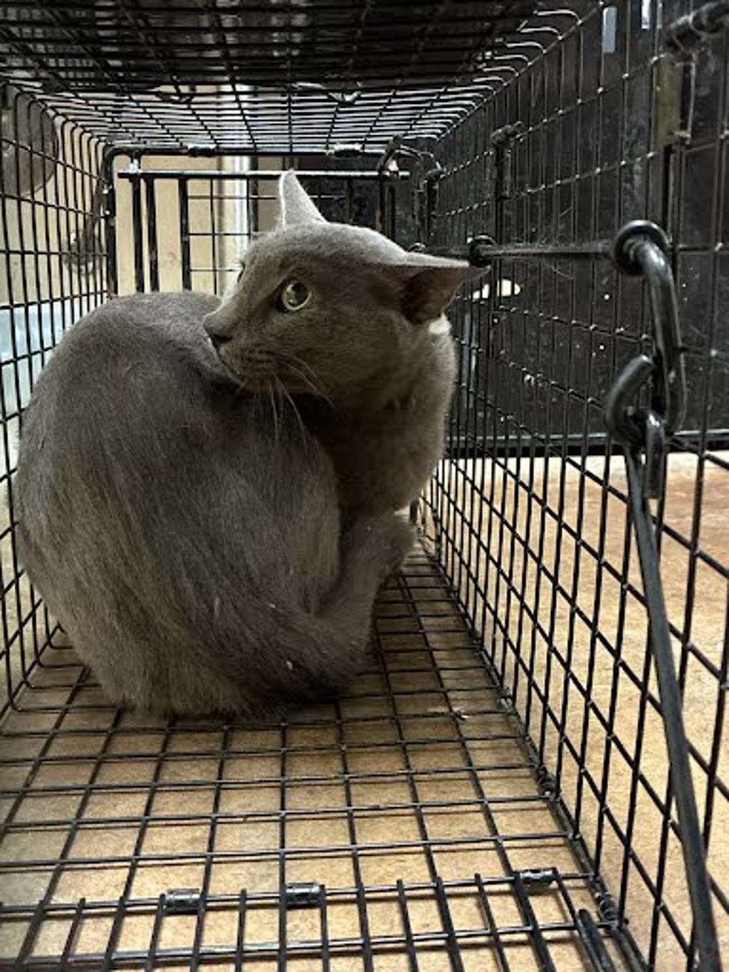 Shelter Stray Male Cat last seen Near Pegram Avenue, AUSTIN, TX, 78757, 7201 Levander Loop bldg a, Austin, TX 78702, USA