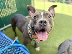 Shelter Stray Male Dog last seen Near W 35th Street, NEW YORK, NY, 10001, 326 E 110th St, New York, NY 10029, USA