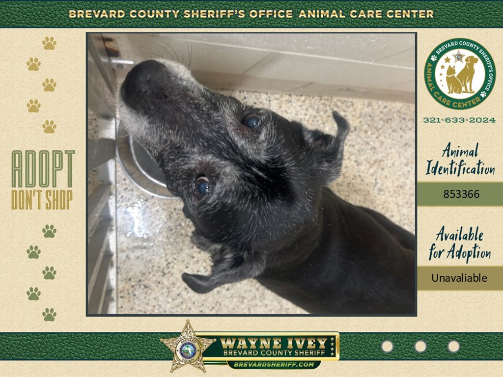 Shelter Stray Male Dog last seen FL, 5100 W Eau Gallie Blvd, Melbourne, FL 32934, USA