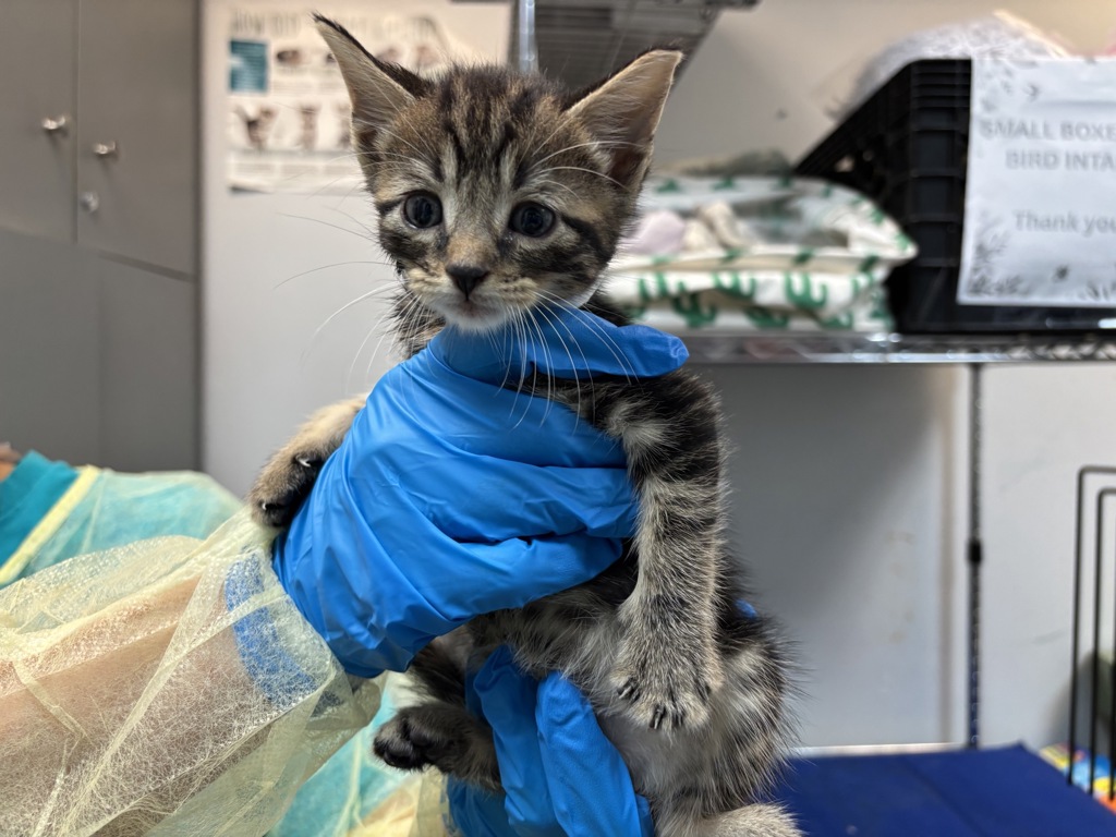 Shelter Stray Male Cat last seen Apt 69,930 St. Nicholas Avenue, NEW YORK, NY, 10032, 326 E 110th St, New York, NY 10029, USA