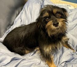 Shelter Stray Female Dog last seen Near peacock, PONTIAC, MI, 48340, 1200 N Telegraph Building 42E, Pontiac, MI 48340, USA