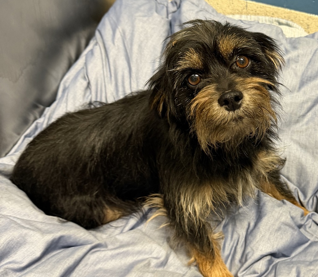 Shelter Stray Female Dog last seen Near peacock, PONTIAC, MI, 48340, 1200 N Telegraph Building 42E, Pontiac, MI 48340, USA