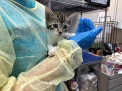 Shelter Stray Female Cat last seen Apt 69,930 St. Nicholas Avenue, NEW YORK, NY, 10032, 326 E 110th St, New York, NY 10029, USA