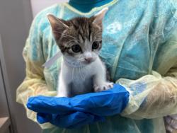 Shelter Stray Female Cat last seen Apt 69,930 St. Nicholas Avenue, NEW YORK, NY, 10032, 326 E 110th St, New York, NY 10029, USA