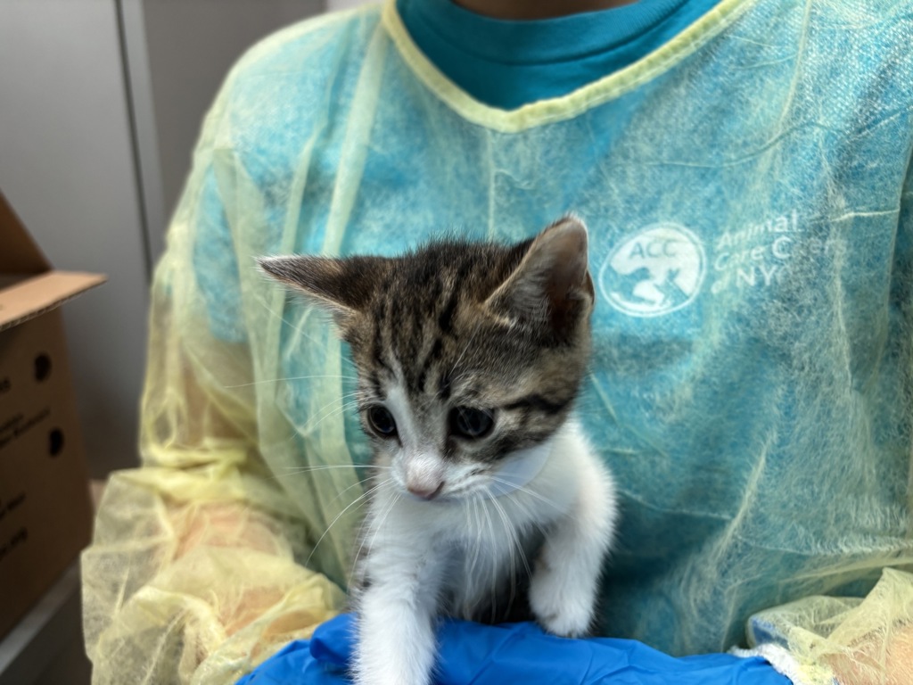 Shelter Stray Female Cat last seen Apt 69,930 St. Nicholas Avenue, NEW YORK, NY, 10032, 326 E 110th St, New York, NY 10029, USA