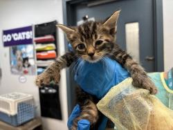 Shelter Stray Male Cat last seen Apt 69,930 St. Nicholas Avenue, NEW YORK, NY, 10032, 326 E 110th St, New York, NY 10029, USA