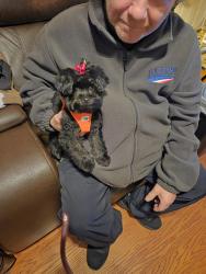 Lost Female Dog last seen Near andover road, fairless hills,, Fairless Hills, PA 19030