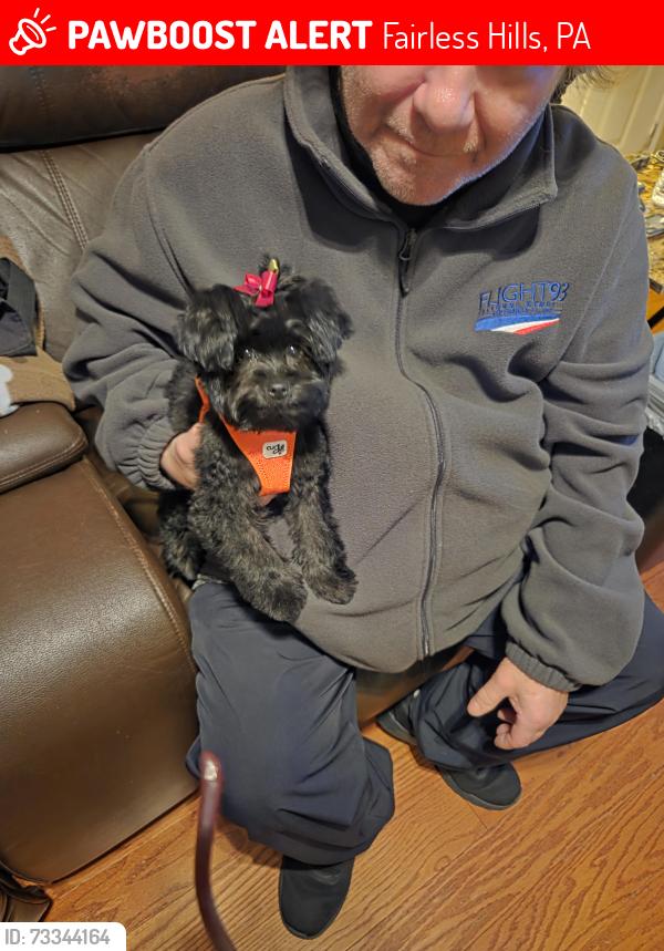 Lost Female Dog last seen Near andover road, fairless hills,, Fairless Hills, PA 19030